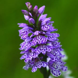 Image of Erdei ujjaskosbor (Dactylorhiza fuchsii - Spotted Orchid) Bailey virágeszencia 10ml.