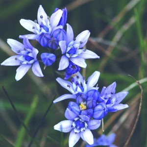 Image of Tavaszi csillagvirág (Scilla verna - Spring Squill) Bailey virágeszencia 10ml.