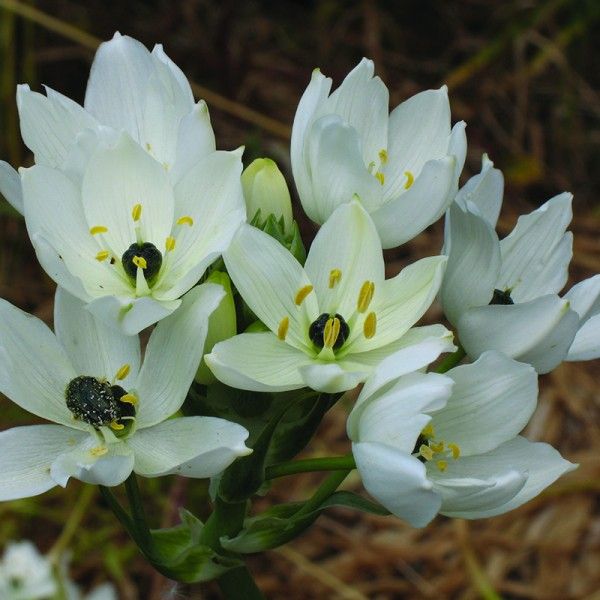 Image of Arab madártej (Ornithogalum arabica - Star of Bethlehem) Bailey virágeszencia 10ml.