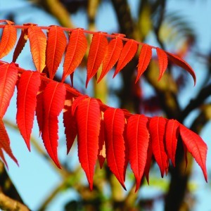 Image of Ecetfa (Rhus typhina L. - Sumach) Bailey virágeszencia 10ml.