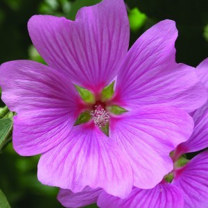 Image of Madármályva (Lavatera thuringiaca - Tree Mallow) Bailey virágeszencia 10ml.