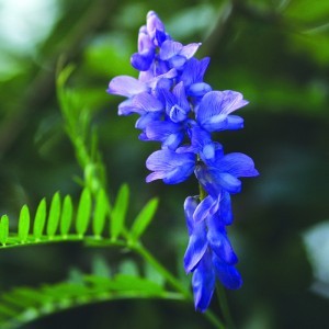 Image of Kaszanyűg bükköny (Vicia cracca - Tufted Vetch) Bailey virágeszencia 10ml.