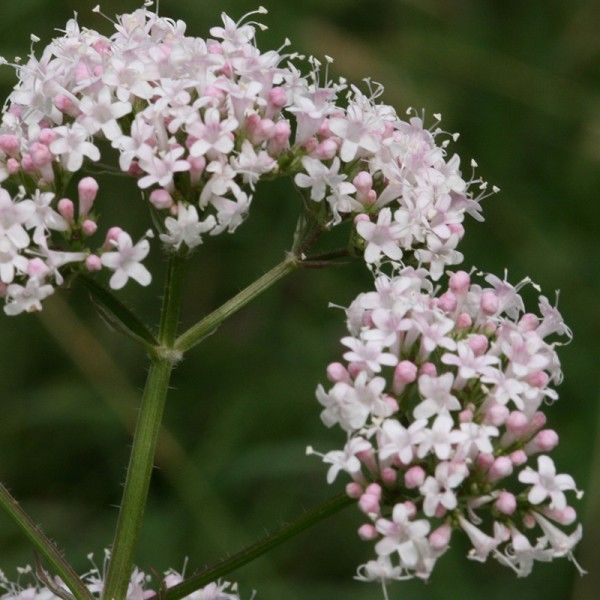 Image of Macskagyökér (Valeriana officinalis – Valerian) Bailey virágeszencia 10ml.