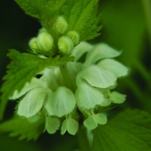 Image of Fehér árvacsalán (Lamium album - White Dead Nettle) Bailey virágeszencia 10ml.
