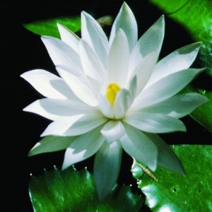 Image of Fehér tündérrózsa (Nymphaea alba – White Lotus) Bailey virágeszencia 10ml.