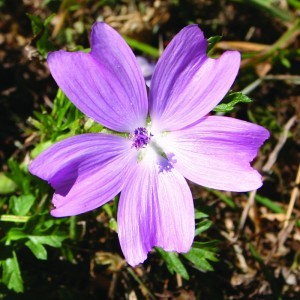 Image of Erdei mályva (Malva sylvestris – Wild Mallow) Bailey virágeszencia 10ml.