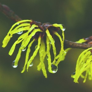 Image of Kínai varázsmogyoró (Hamamelis mollis - Witch Hazel) Bailey virágeszencia 10ml.