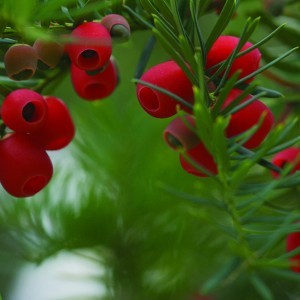 Image of Tiszafa (Taxus baccata – Yew) Bailey virágeszencia 10ml.