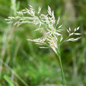 Image of Pelyhes selyemperje (Holcus lanatus - Yorkshire Fog) Bailey virágeszencia 10ml.