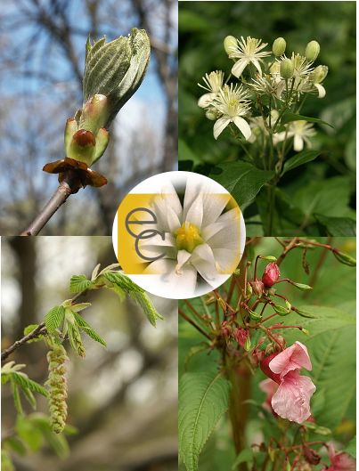 Image of Figyelem eszenciakeverék