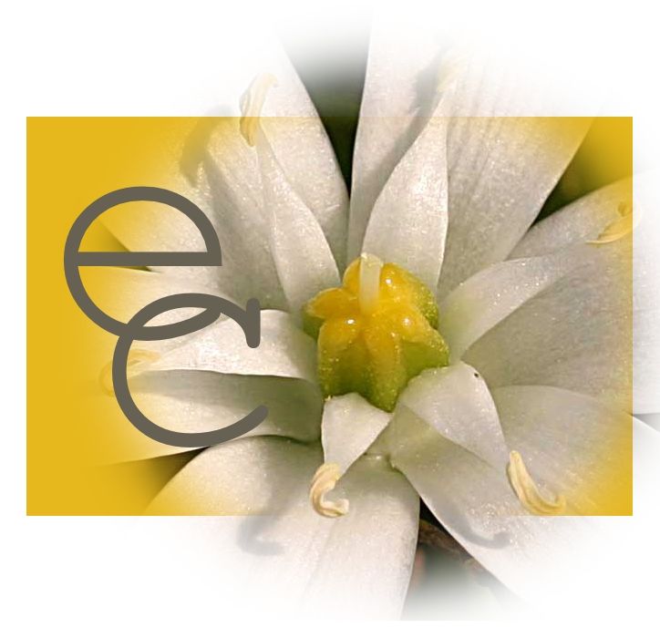 Image of Felkészülés eszenciakeverék