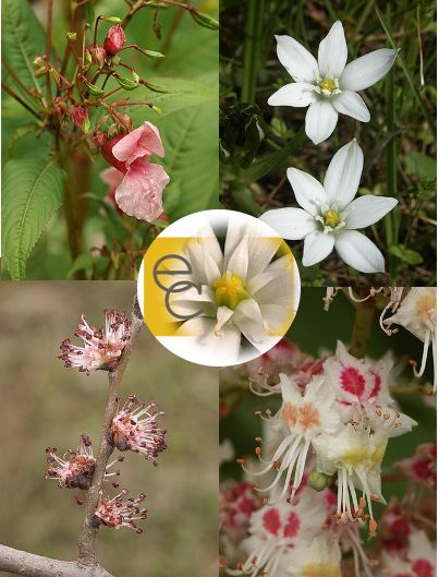 Image of Nyugalom eszenciakeverék