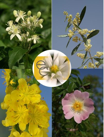 Image of Éberség eszenciakeverék