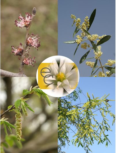 Image of Erő eszenciakeverék