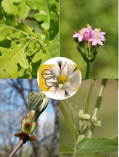 Image of Akaraterő eszenciakeverék