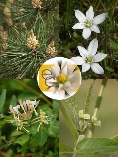 Image of Továbblépés eszenciakeverék