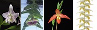 Image of Happy Relief összetett orchidea eszencia
