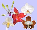 Image of Love Beyond Love összetett orchidea eszencia