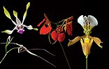 Image of Memory Enhancer összetett orchidea eszencia