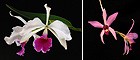 Image of Party Time! összetett orchidea eszencia