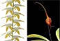 Image of Shiva's Crown összetett orchidea eszencia