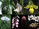 Image of Sleep of Peace összetett orchidea eszencia