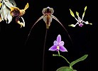Image of Solus összetett orchidea eszencia