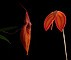 Image of Spirit of Life összetett orchidea eszencia