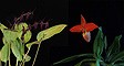 Image of Vital Defense összetett orchidea eszencia