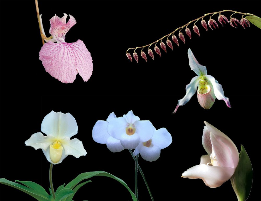 Image of Coming Home összetett orchidea eszencia