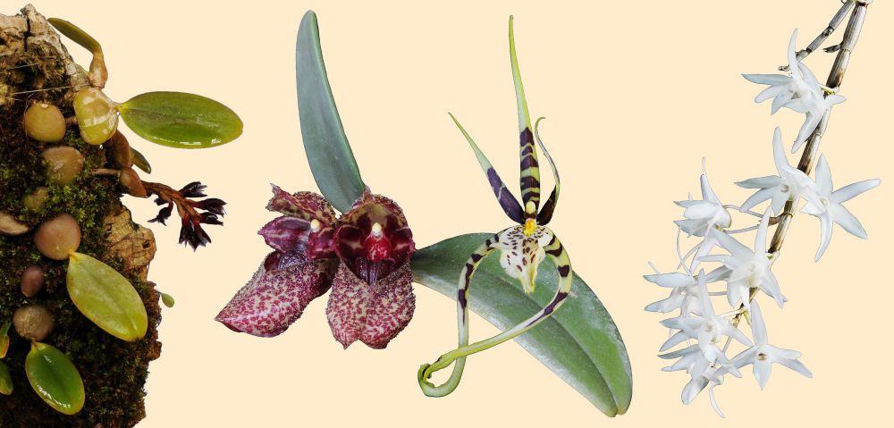 Image of Sympathetic (P) összetett orchidea eszencia