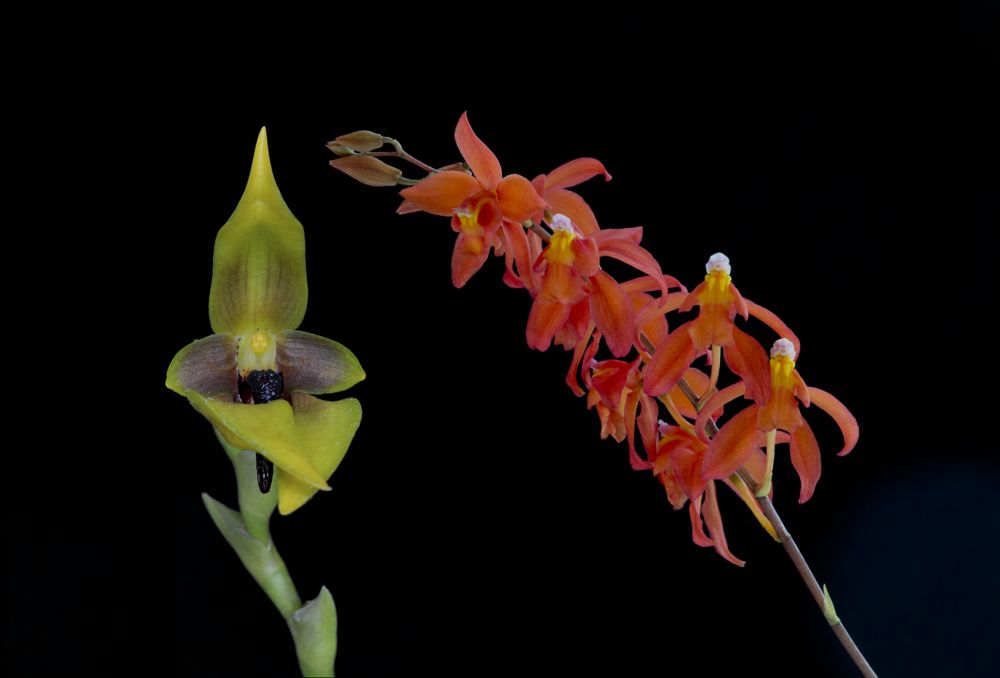 Image of Just Center összetett orchidea eszencia