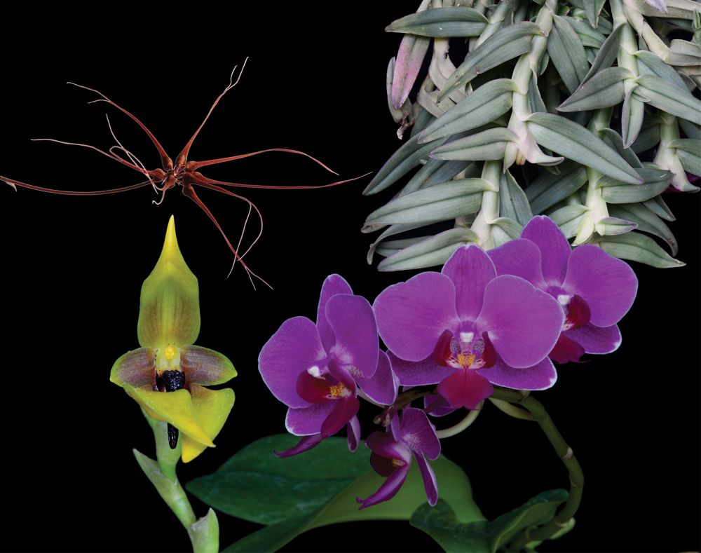 Image of Self Renewal összetett orchidea eszencia