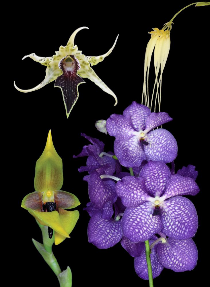 Image of Life Cycle Renewal összetett orchidea eszencia