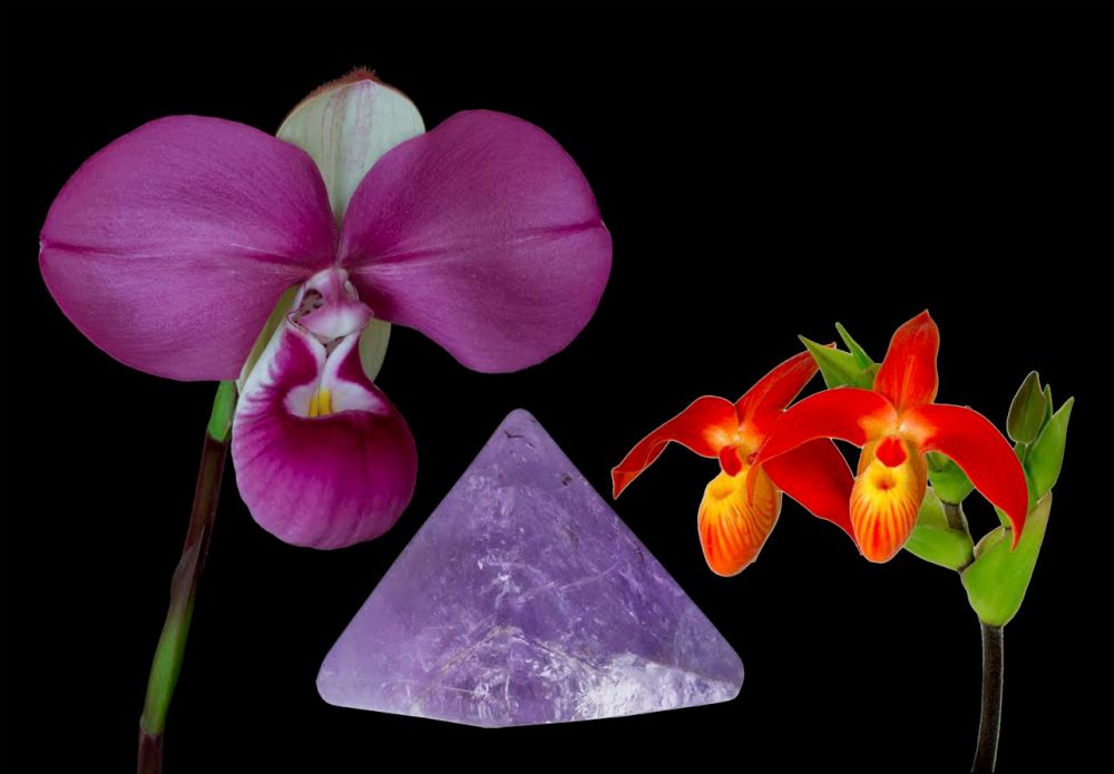 Image of Vital Clarity összetett orchidea eszencia