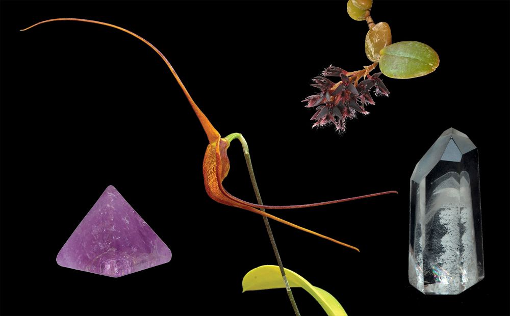 Image of Knowing összetett orchidea eszencia