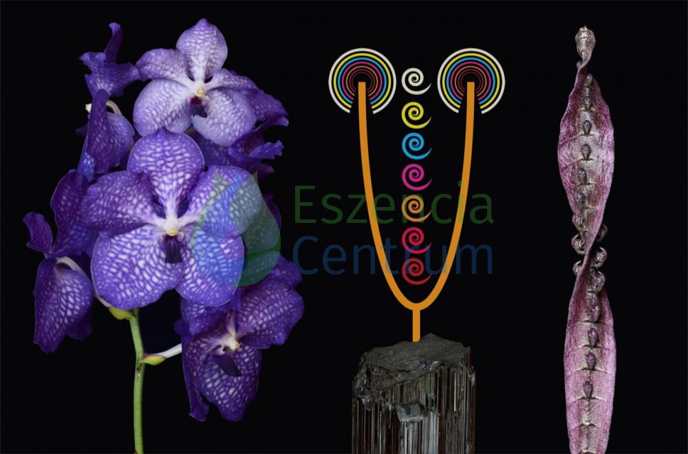 Image of Clarity of Connection összetett orchidea eszencia