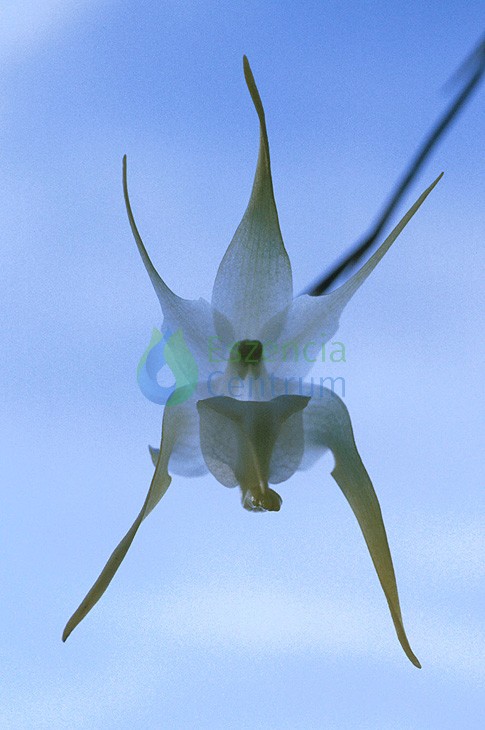 Image of Clear Mind orchidea eszencia