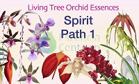 Image of Spirit Path 1 összetett orchidea eszencia