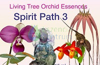 Image of Spirit Path 3 összetett orchidea eszencia