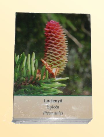 Image of Európai virágeszenciák (DEVA 96) kártyái