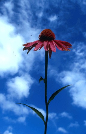 Image of Bíbor kasvirág (Echinacea purpurea) DEVA Európai virágeszencia