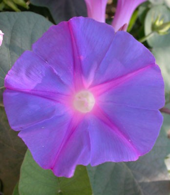 Image of Bíboros hajnalka (Ipomea purpurea) DEVA Európai virágeszencia