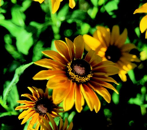 Image of Borzas kúpvirág (Rudbeckia hirta) DEVA Európai virágeszencia