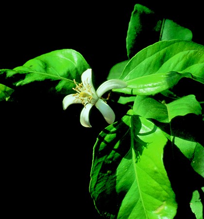 Image of Citromfa (Citrus limonum) DEVA Európai virágeszencia