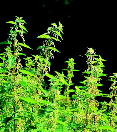 Image of Csalán (Urtica dioica) DEVA Európai virágeszencia