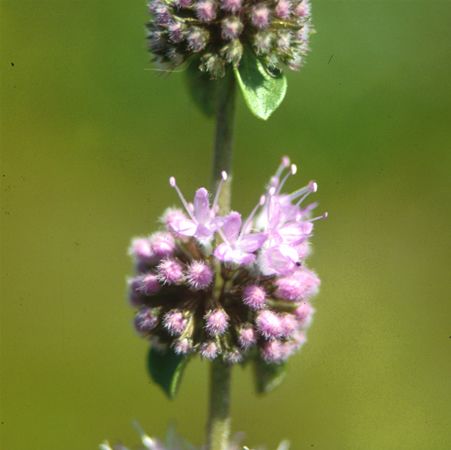 Image of Csombormenta (Mentha pulegium) DEVA Európai virágeszencia