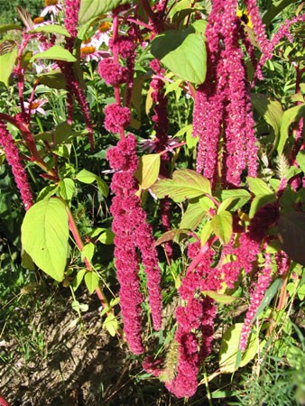 Image of Csüngő amaránt (Amaranthus caudatus) DEVA Európai virágeszencia