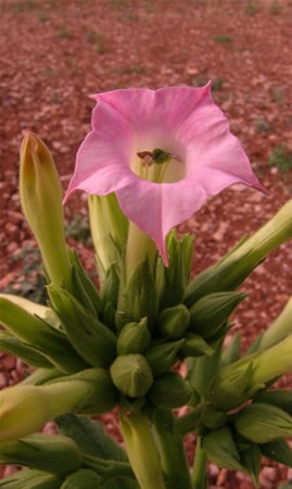 Image of Dohány (Nicotiana tabacum) DEVA Európai virágeszencia