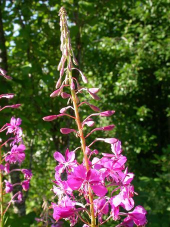 Image of Erdei füzike (Epilobium angustifolium) DEVA Európai virágeszencia